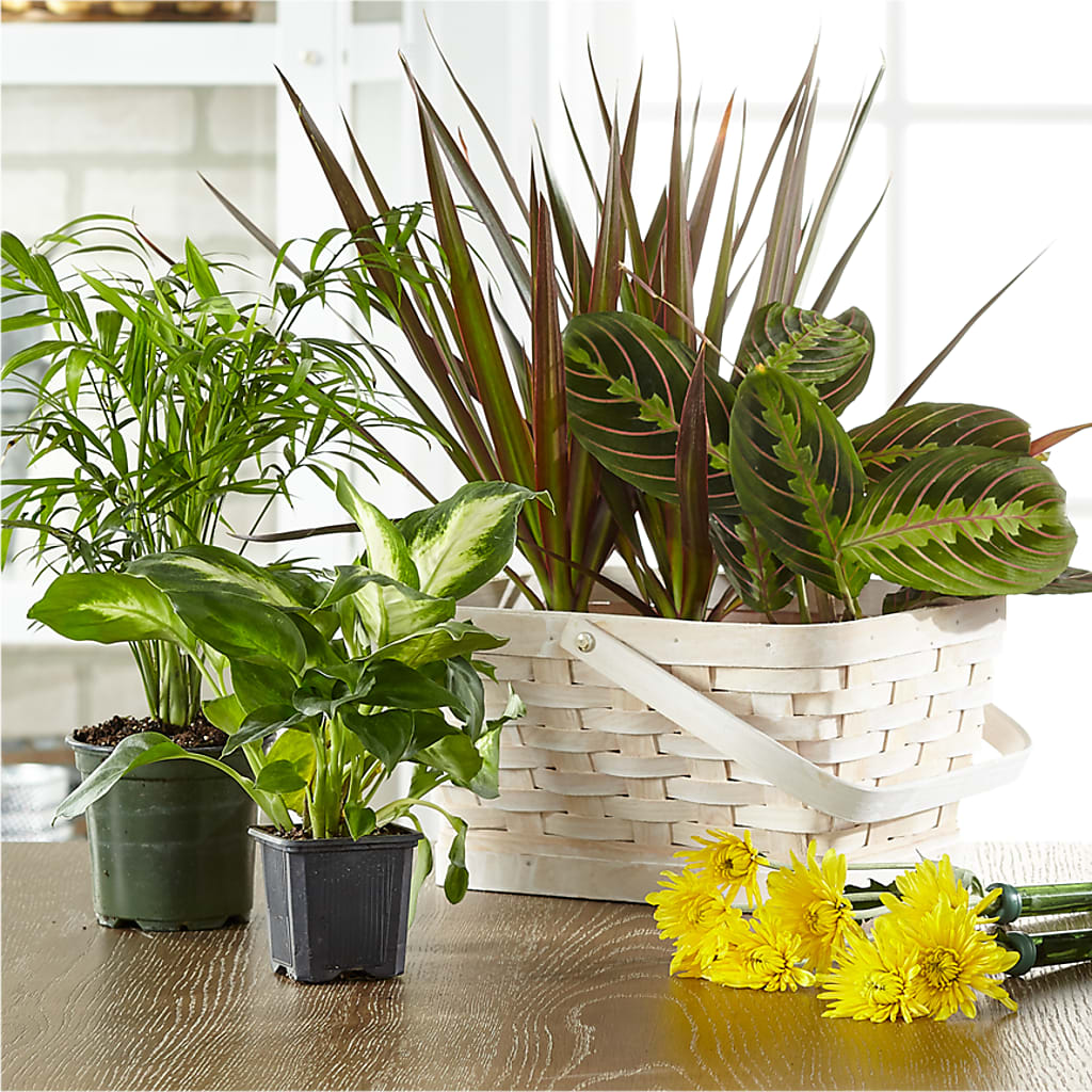 Florist Designed Blooming and Green Plants in a Basket – Salem Floral Llc, West Salem WI