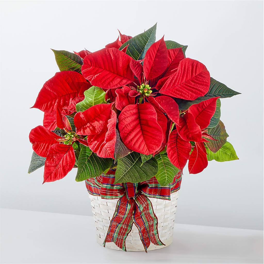 Happiest Holidays Poinsettia – Salem Floral Llc, West Salem WI