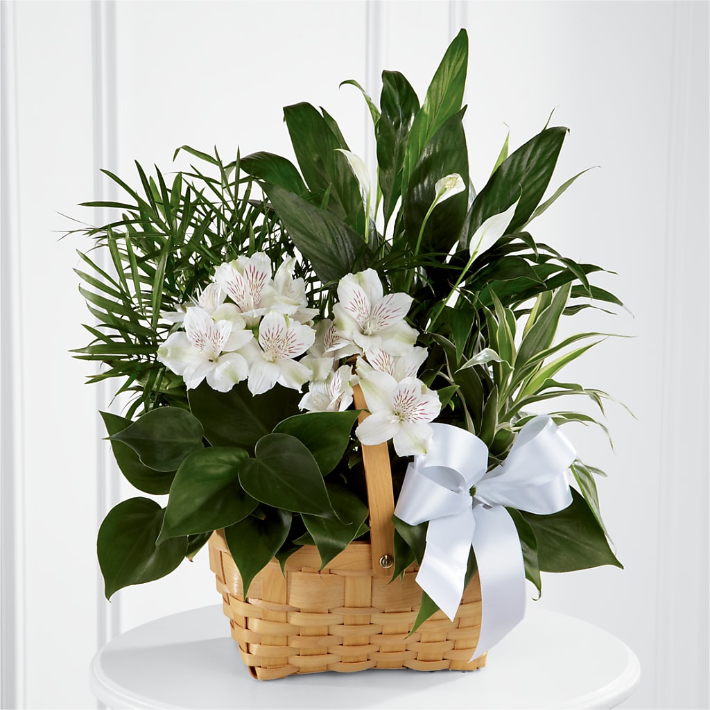 Peace & Serenity Dishgarden – Salem Floral Llc, West Salem WI