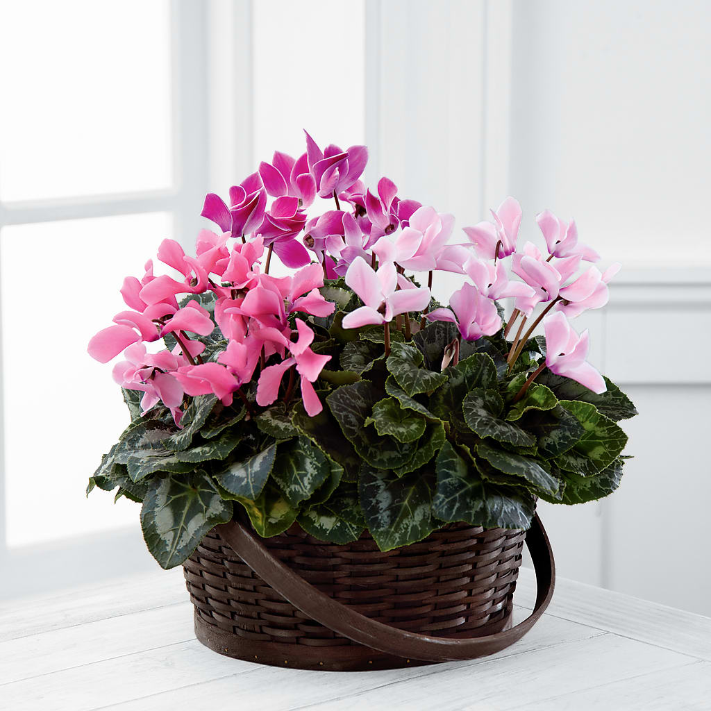 Mixed Cyclamen Planter – Salem Floral Llc, West Salem WI