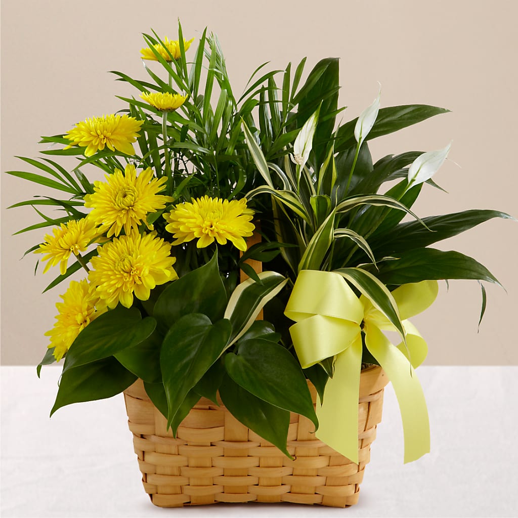 Loving Light Dishgarden – Salem Floral Llc, West Salem WI