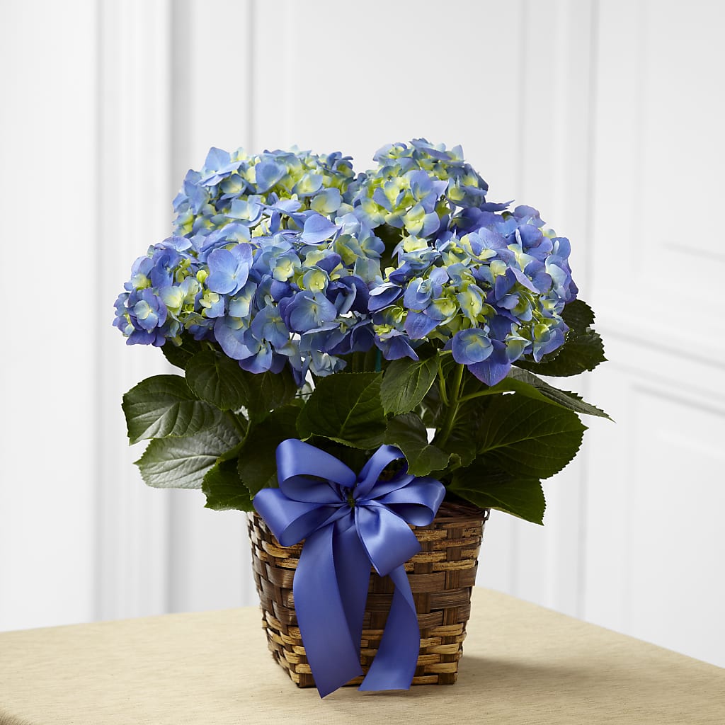 Blue Hydrangea Planter – Salem Floral Llc, West Salem WI