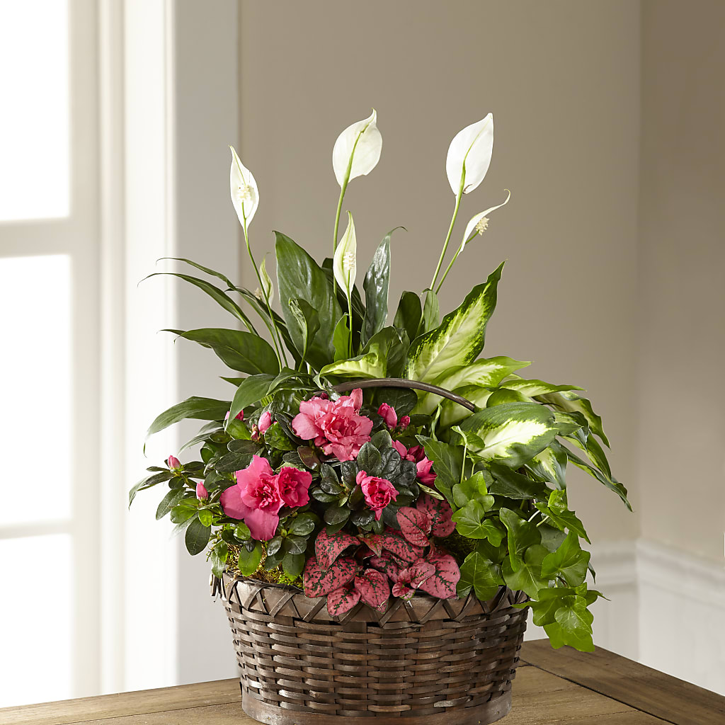 Dream in Pink Dishgarden – Salem Floral Llc, West Salem WI