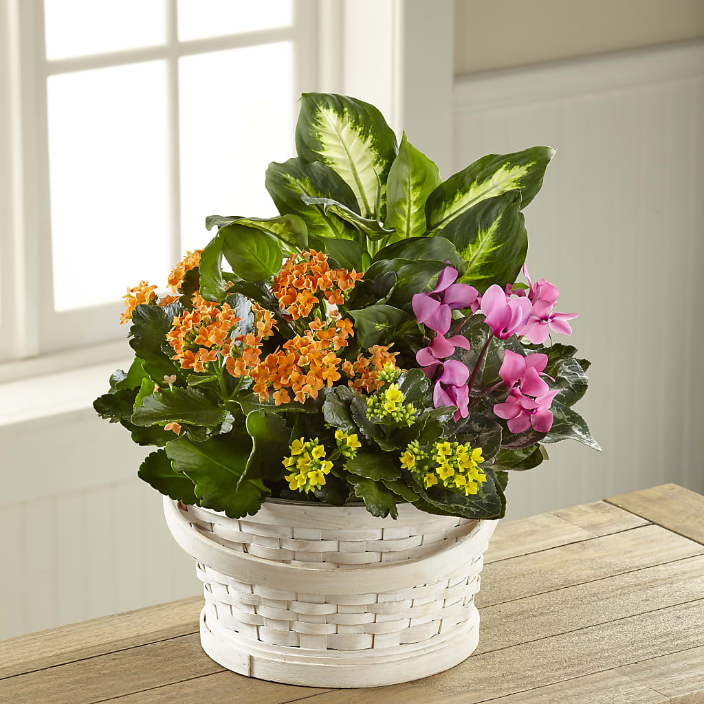 Color Crush Dishgarden – Salem Floral Llc, West Salem WI