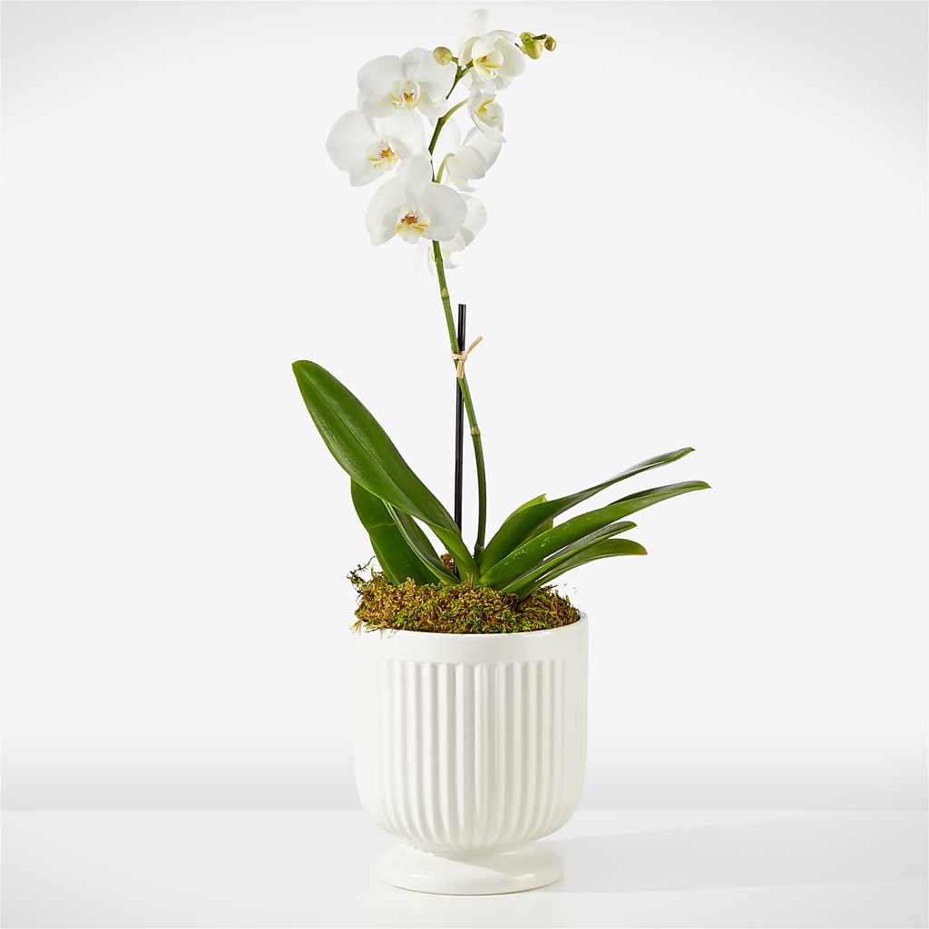 Whispering White Orchid – Salem Floral Llc, West Salem WI