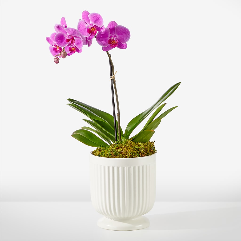 Friendly Fuchsia Orchid – Salem Floral Llc, West Salem WI