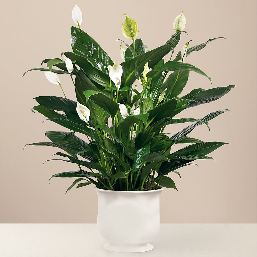 Comfort Planter – Salem Floral Llc, West Salem WI
