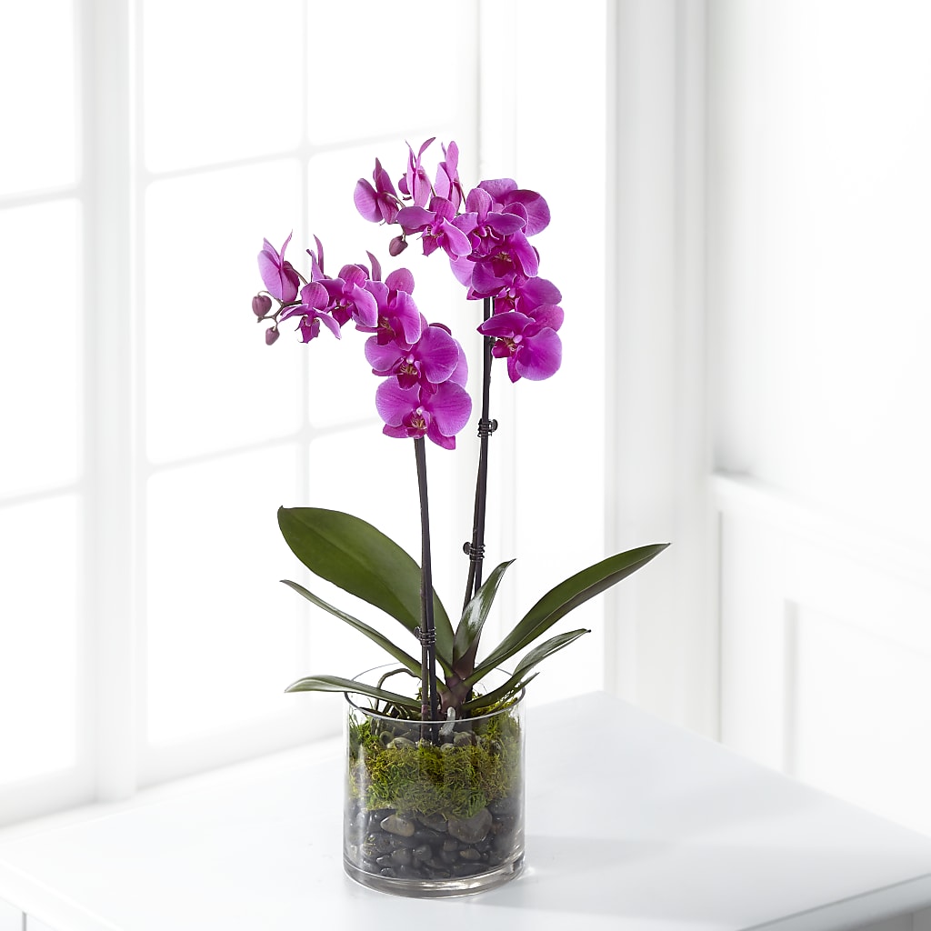 Pink Orchid Plant – Salem Floral Llc, West Salem WI