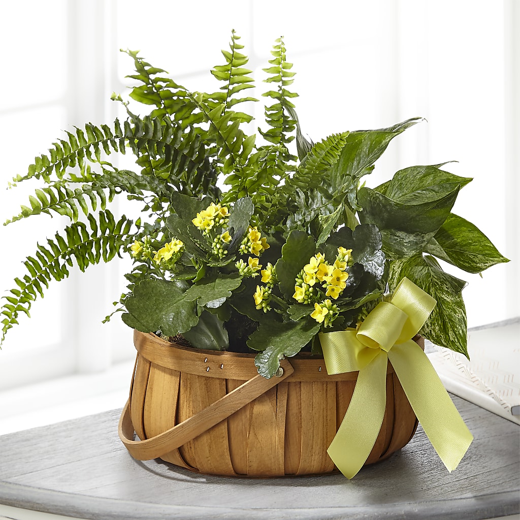 Always Dear Dishgarden – Salem Floral Llc, West Salem WI