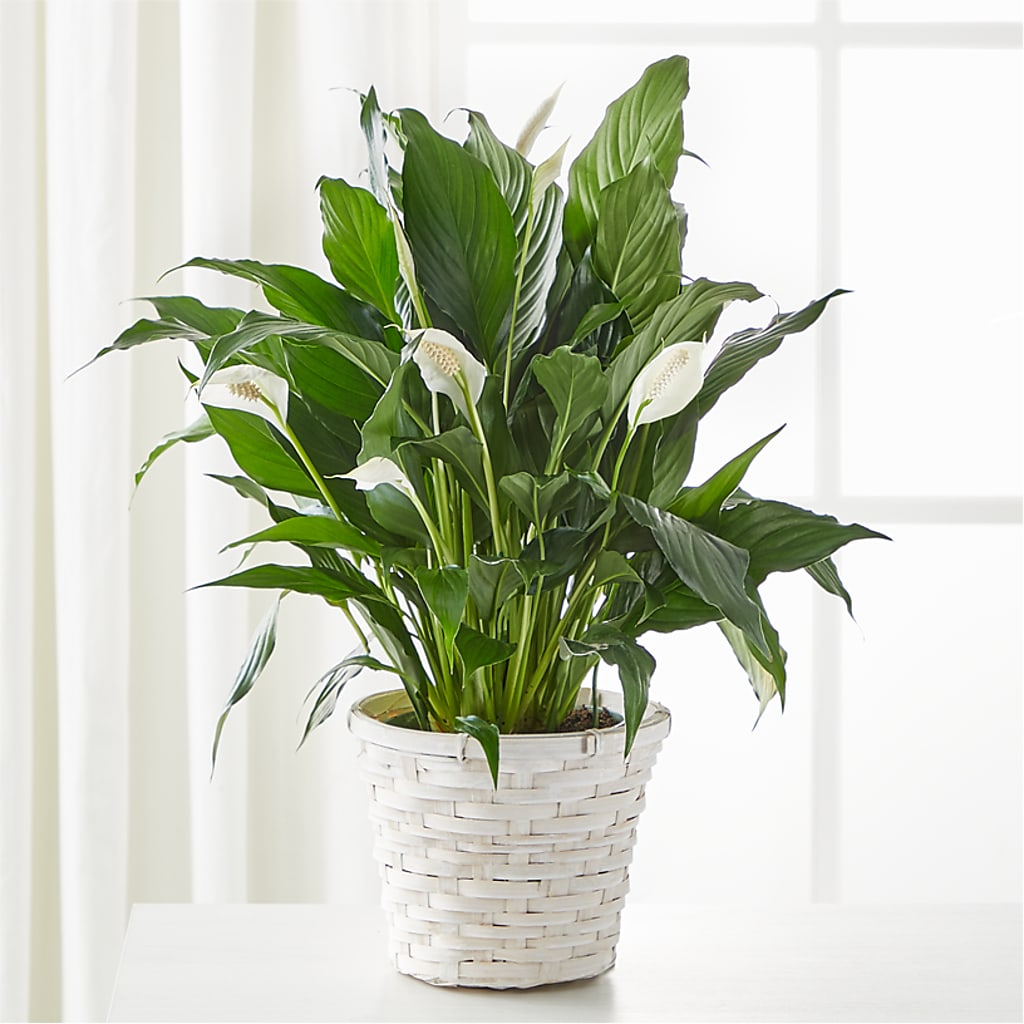 A New Leaf Peace Lily – Salem Floral Llc, West Salem WI
