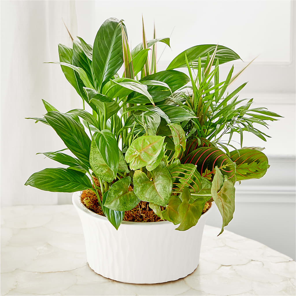 Balance & Harmony Dishgarden – Salem Floral Llc, West Salem WI