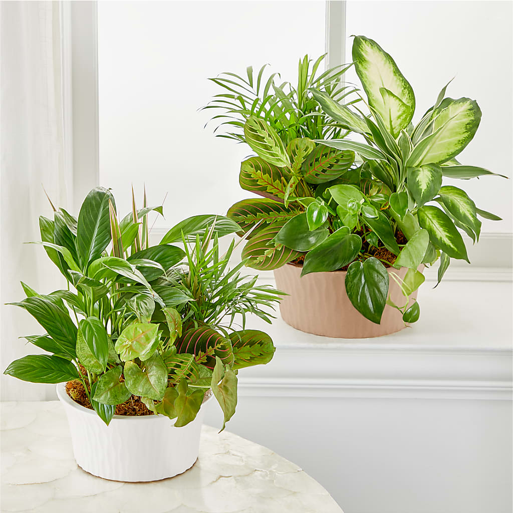 Balance & Harmony Dishgarden – Salem Floral Llc, West Salem WI