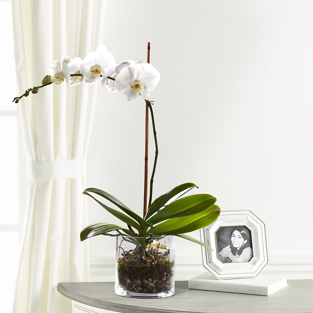 White Orchid Planter – Salem Floral Llc, West Salem WI