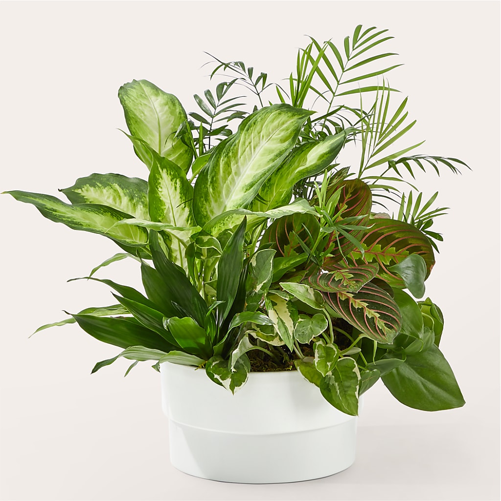 Radiating Positivity Dishgarden – Salem Floral Llc, West Salem WI