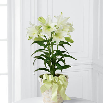 Easter Lily Plant –  Salem Floral Llc, West Salem WI