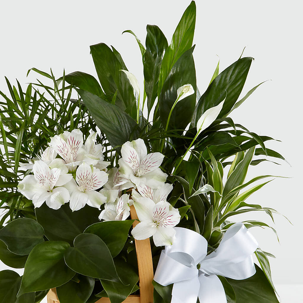 Peace & Serenity Dishgarden –  Salem Floral Llc, West Salem WI