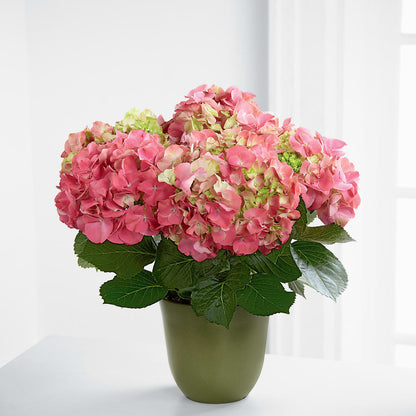 Pink Hydrangea Planter –  Salem Floral Llc, West Salem WI