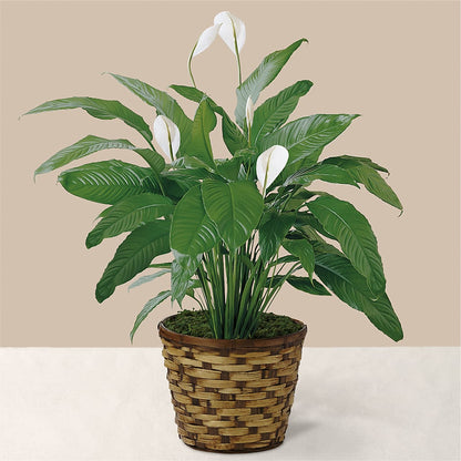 Tranquil Moments Peace Lily Plant –  Salem Floral Llc, West Salem WI