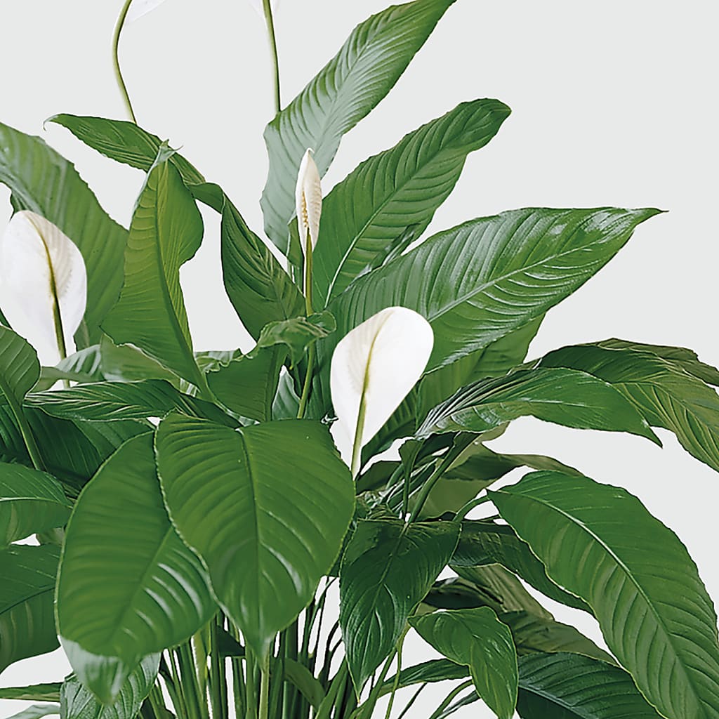Tranquil Moments Peace Lily Plant –  Salem Floral Llc, West Salem WI