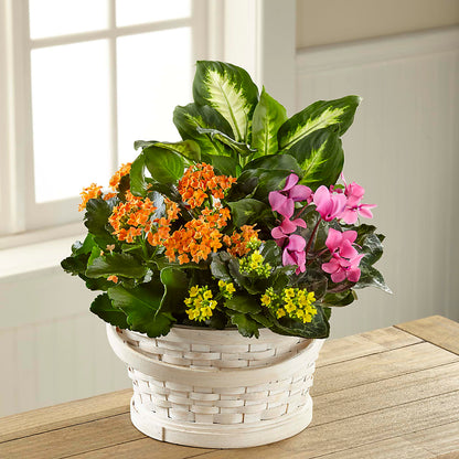 Color Crush Dishgarden –  Salem Floral Llc, West Salem WI