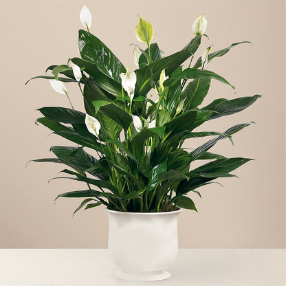 Comfort Planter –  Salem Floral Llc, West Salem WI