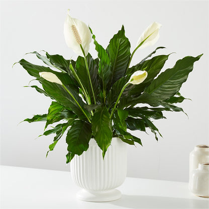Comfort Planter –  Salem Floral Llc, West Salem WI