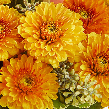 Peachy Pumpkin –  Salem Floral Llc, West Salem WI