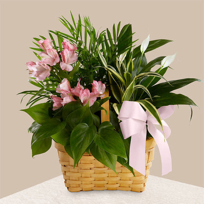 Living Spirit Dishgarden –  Salem Floral Llc, West Salem WI
