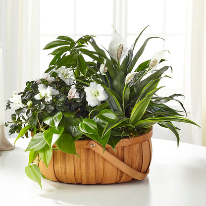 Serene Dishgarden –  Salem Floral Llc, West Salem WI