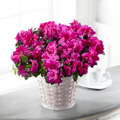 Hope & Serenity Azalea Plant –  Salem Floral Llc, West Salem WI