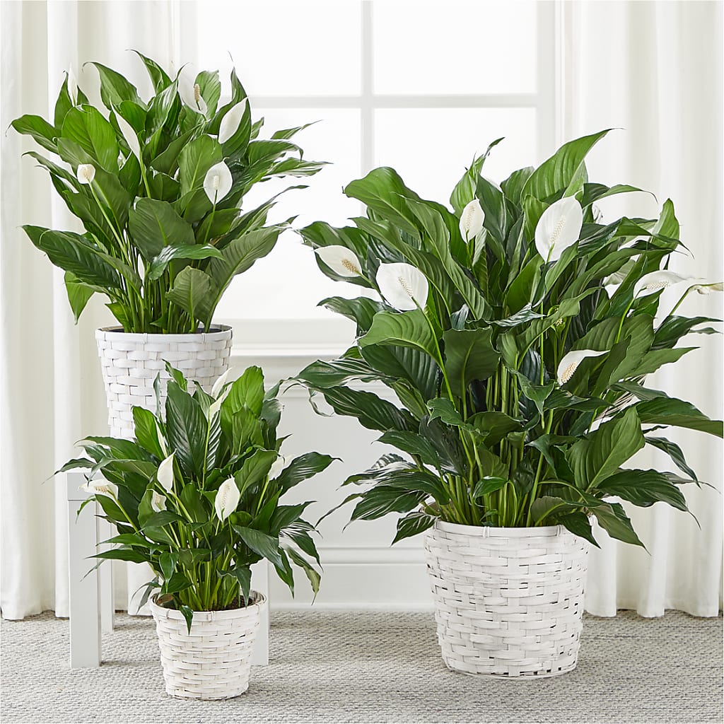 A New Leaf Peace Lily –  Salem Floral Llc, West Salem WI