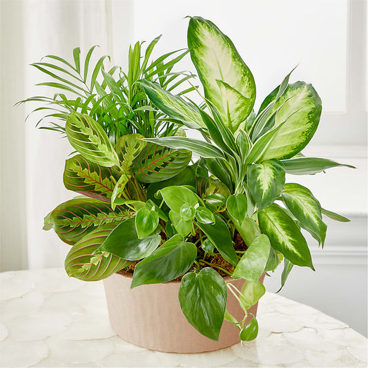 Balance & Harmony Dishgarden –  Salem Floral Llc, West Salem WI