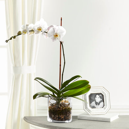 White Orchid Planter –  Salem Floral Llc, West Salem WI